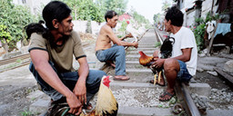 Men sitting on railway tracks with roosters. Sucat Railway Community, Manila, Philippines.