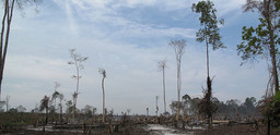 A forested area in Mondulkiri province, eastern Cambodia that is being cut down and burned. Few trees remain standing in the picture. 