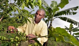 A man tends intercropped coffee and banana in Rwanda