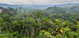 The DRC contains 10 per cent of the world's tropical forests but has seen high rates of deforestation. 