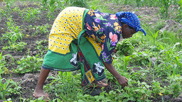 A woman farming in Tanzania. Efforts are being made to ensure women are less negatively affected by decisions on large-scale agricultural investments than men (Photo: Dirk Musschoot/vredeseilanden, Creative Commons via Flickr)