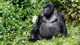 Bwindi Impenetrable National Park is home to roughly 340 mountain gorillas, half of all gorillas left in the world. Tracking gorillas is the park's main tourist attraction (Photo: Ronald Woan, Creative Commons via Flickr)