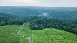An aerial view of the Southwest Mau Forest and neighbouring tea estates in Kenya (Photo: Patrick Sheperd/CIFOR, Creative Commons via Flickr)