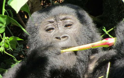 A mountain gorilla