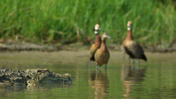 A crocodile and three ducks