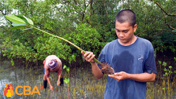 A young man looking at a mangrove seedling