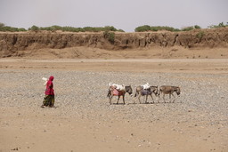 Women and three donkeys walk in a desert 