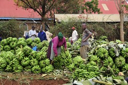 People standing between piles of bananas