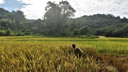 A woman farmer bends over in a field of crops in front of forest in the background.