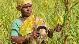 A woman farmer tends her crops, surrounded by her crops