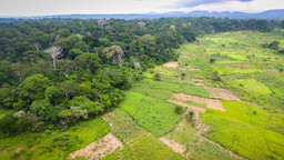 Aerial view of a forest in Cameroon. 