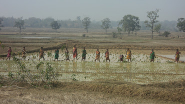 Indian women working a rice field