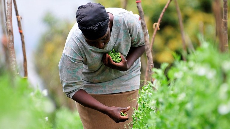 A woman bends over to pick beans.