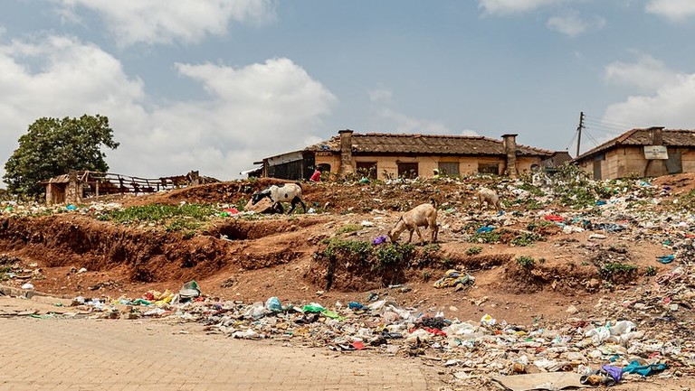 A cow and two goats eat grass surrounded by waste. There are houses and people in the background. 