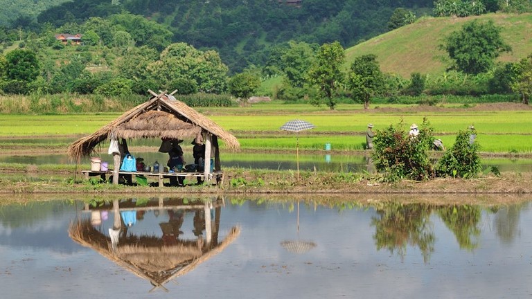 People sitting under a straw tent next to rice fields