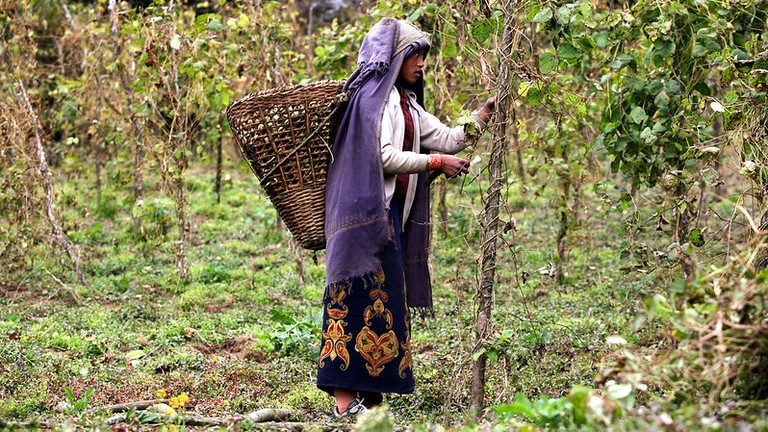 A woman carrying a basket through a plantation.