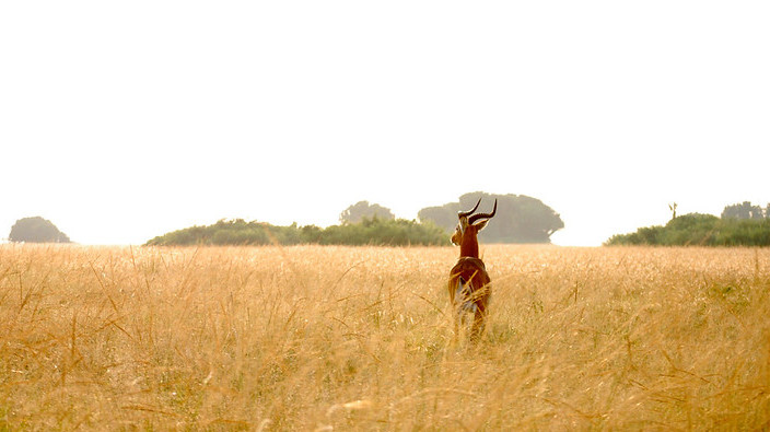 A kob stands in a field looking into the distance.