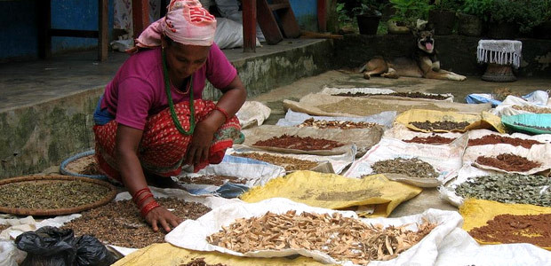 Drying medicinal plants, the knowledge of which is passed down through generations. In South Asia alone, there are more than 8,000 plant species with known medicinal value (Photo: Bioversity International/B. Sthapit)