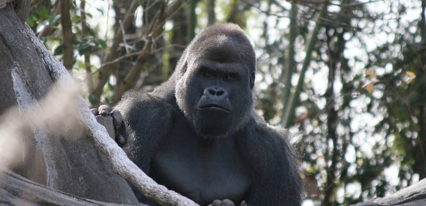 A great ape (Photo: Noodlefish)