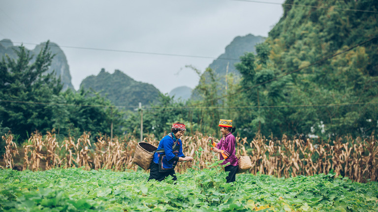 Two women harvest crops in a field
