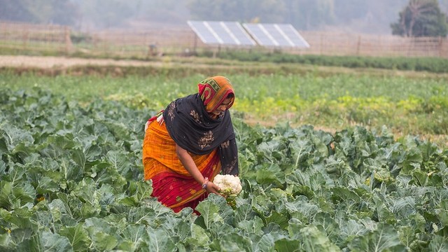 Woman picks up a cauliflower from a filed. Solar panel in the background.