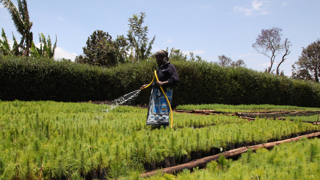 A woman farmer uses a hose to spray water on crops in a field, under a blue sky.