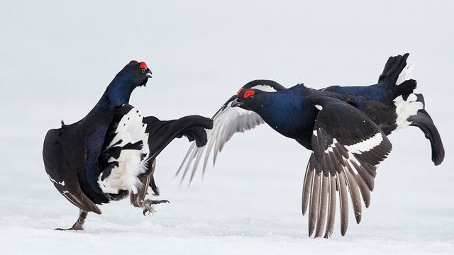 Black grouse fight in Vaala, Finland. The country is committed to protecting biodiversity under its implementation of the sustainable development goals (Photo: Markus Varesvuo/NPL/Barcroft)