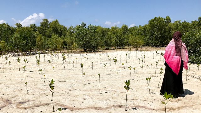 A woman stands to the side of a barren area through which small shoots of a mangrove forest can be seen 