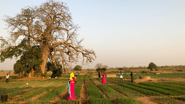 People walking on agricultural land