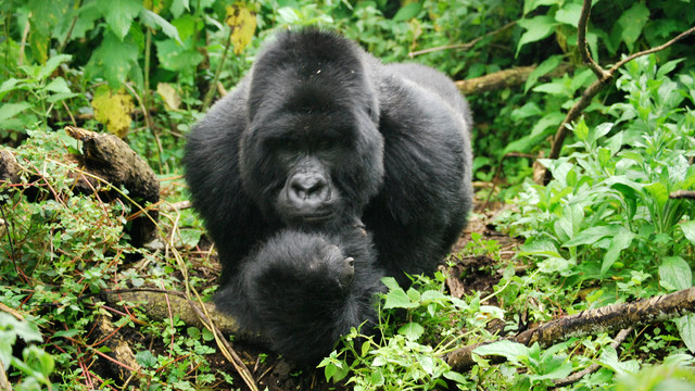 A mountain gorilla crouches in the undergrowth.