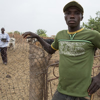 Benogo Diarra, 25, needs to earn enough to cover his subsistence as a miner so he looks after cattle for Modibou Diallo, 42, who is an agronomist in the civil service working for the Sélingué dam management agency (ODRS) (Photo: Mike Goldwater/GWI)